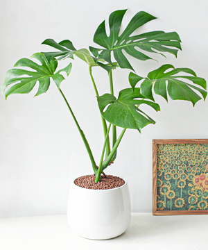 Monstera