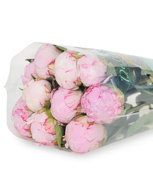 Mẫu đơn hồng Sarah TQ (10 cành)