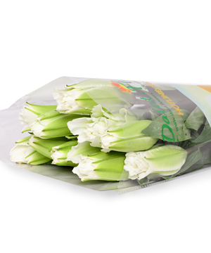 Hoa Lily kép trắng (8-10 bông)