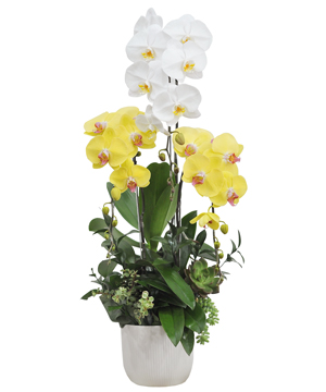 Chậu hồ điệp mix 02