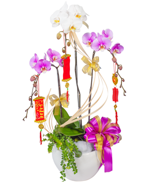 Lan Hồ Điệp Xuân
