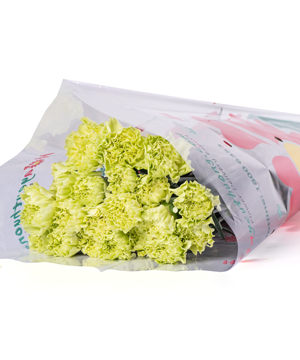 Cẩm chướng đơn xanh (20 cành)