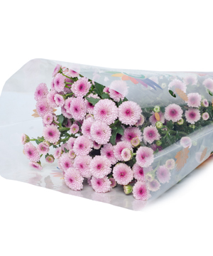 Cúc calimero hồng (5 cành)