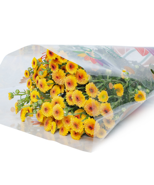 Cúc calimero vàng nhụy nâu (5 cành)