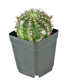 Xương rồng Echino
