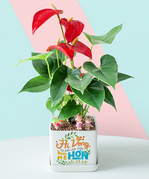 Hồng môn may mắn