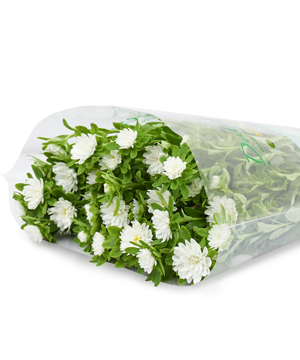 Cúc Nhật nhí trắng (10 cành)