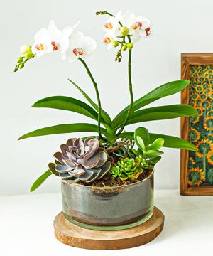 Hồ điệp mini 03