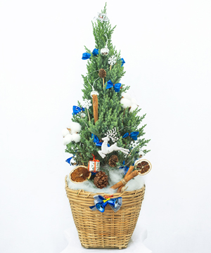 Thông noel size M mẫu 10