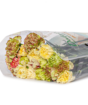 Cẩm chướng đơn mix màu CTY B (20 cành)