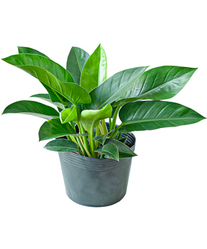 Trầu bà đế vương xanh (VP)