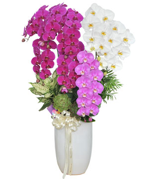 Morden orchid pot