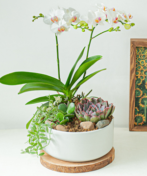 Hồ điệp mini 01