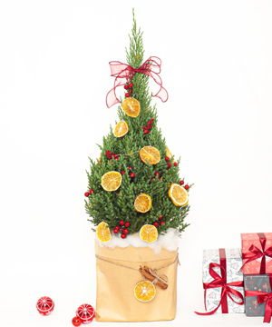 Thông noel size M mẫu 15