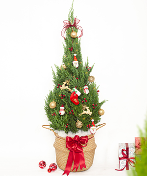 Thông noel size L mẫu 7