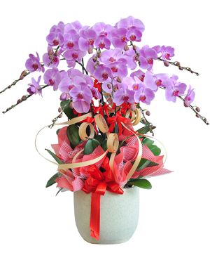Lan hồ điệp mẫu 7
