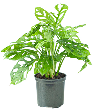 Trầu bà lá lỗ