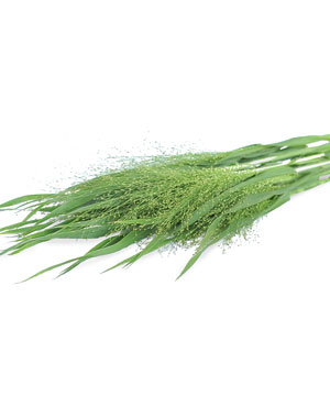 Cỏ Suối (8-10 cành)