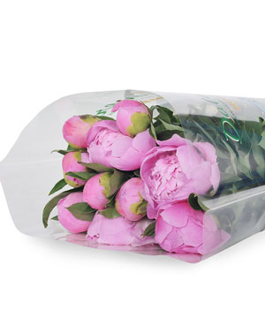 Mẫu đơn Fuji hồng (10 cành)