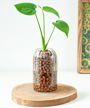Monstera mini TS