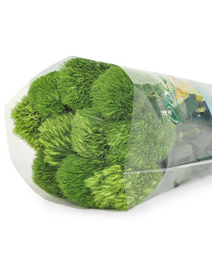 Green wicky (10 cành)