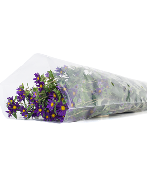 Cúc nhật nhí tím (450gr)