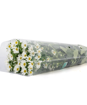 Cúc nhật nhí trắng (450gr)