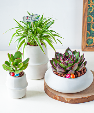 Combo chậu cây decor