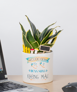 Cuộc sống rực rỡ