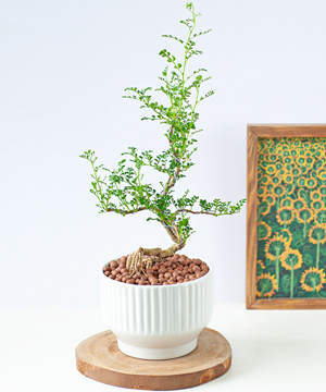 Cây cần thăng mochi