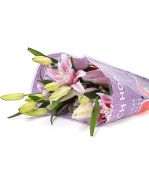 Lily kép hồng tươi (5 cành)