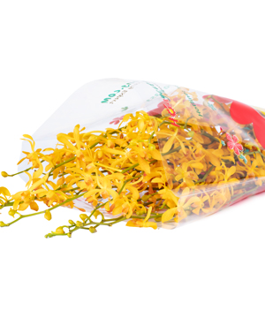 Lan bọ cạp vàng (10 cành)