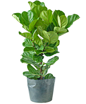Bàng Singapore (VP)