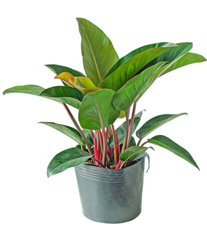 Trầu bà đế vương đỏ (VP)