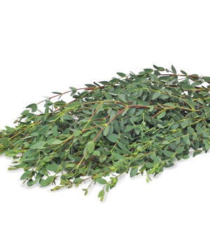 Lá bạc nhí (500g)