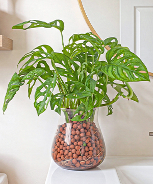 Trầu bà lá lỗ thủy sinh C032