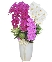 Morden orchid pot