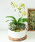 Hồ điệp mini 02