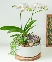Hồ điệp mini 01