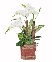 Hồ điệp mini 04