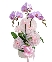 Hồ điệp hồng 6