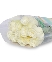 Hồng trắng Pao (10 cành)