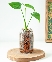 Monstera mini TS