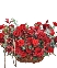 Ruby Bloom