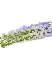 Delphinium xanh (6-8 cành)