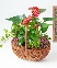 Giỏ cay xanh mix 02