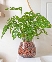 Trầu bà lá lỗ thủy sinh C032