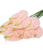 Hồng môn Hồng (10 cành A)