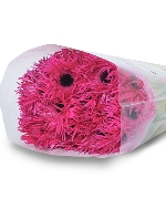 Đồng tiền tua hồng đậm (20 cành)