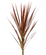 Hồng vũ (cành)